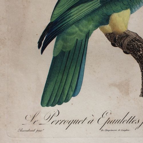 fig 5. After Jacques Barraband, Le Perroquet à Epaulettes Jaunes, Bird Engraving