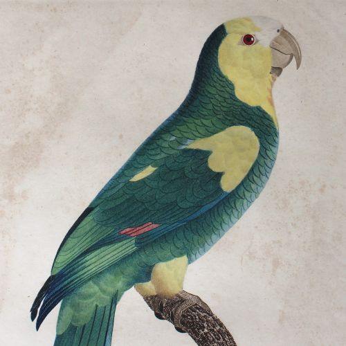 fig 4. After Jacques Barraband, Le Perroquet à Epaulettes Jaunes, Bird Engraving