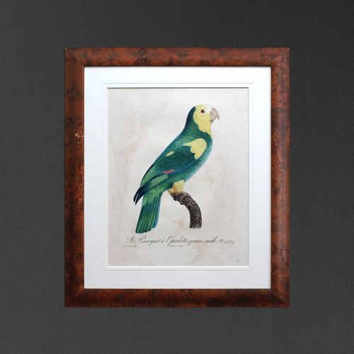 After Jacques Barraband, Le Perroquet À Epaulettes Jaunes, Bird Engraving
