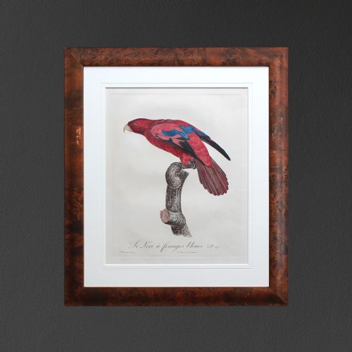 After Jacques Barraband, Le Lori À Franges Bleues, Parrot Engraving