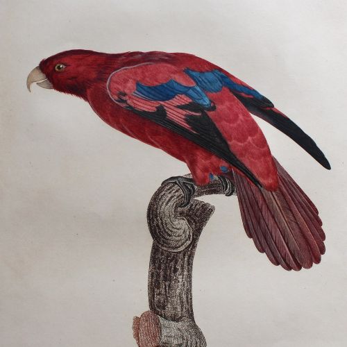 fig 1. After Jacques Barraband, Le Lori à Franges Bleues, Parrot Engraving