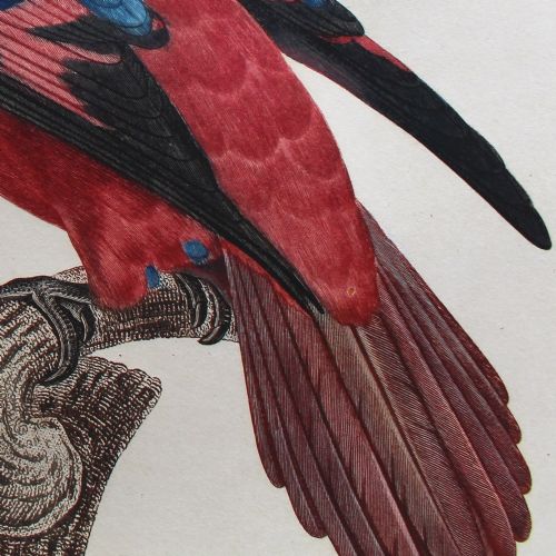 fig 2. After Jacques Barraband, Le Lori à Franges Bleues, Parrot Engraving