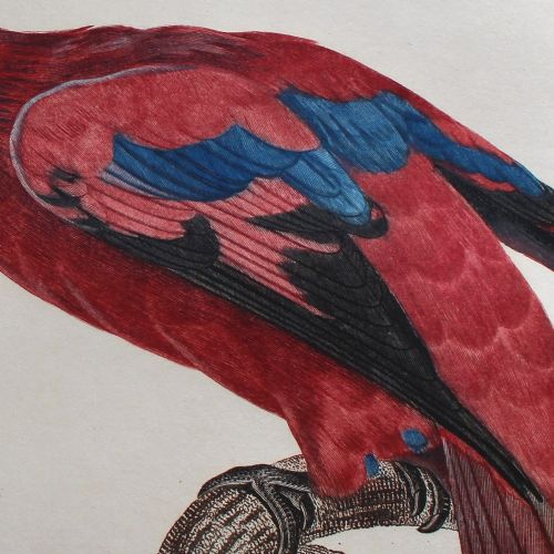 fig 3. After Jacques Barraband, Le Lori à Franges Bleues, Parrot Engraving