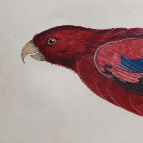 fig 4. After Jacques Barraband, Le Lori à Franges Bleues, Parrot Engraving