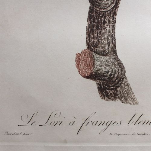 fig 5. After Jacques Barraband, Le Lori à Franges Bleues, Parrot Engraving