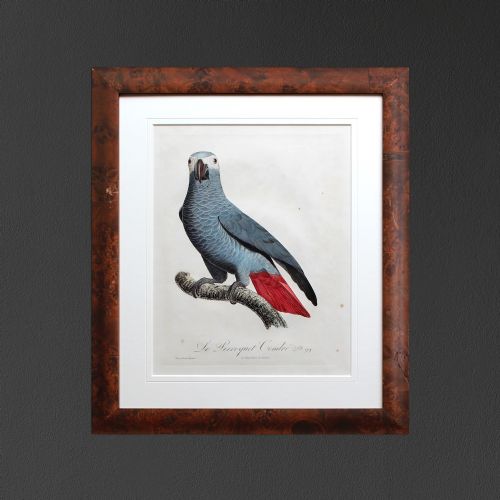 fig 1. After Jacques Barraband, Le Perroquet Cendre, Nature, Parrot, Birds