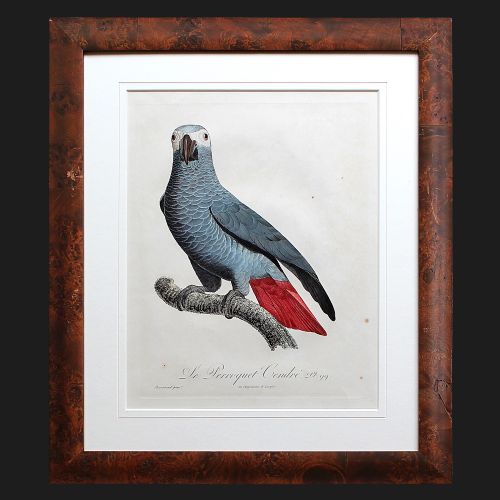 After Jacques Barraband, Le Perroquet Cendre, Nature, Parrot, Birds