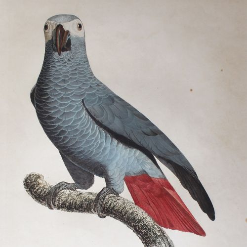 fig 3. After Jacques Barraband, Le Perroquet Cendre, Nature, Parrot, Birds