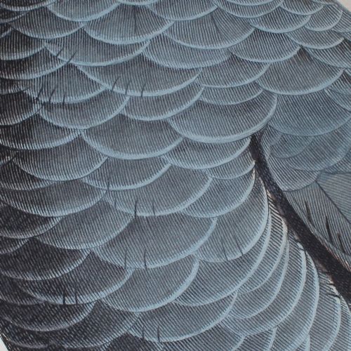 fig 4. After Jacques Barraband, Le Perroquet Cendre, Nature, Parrot, Birds