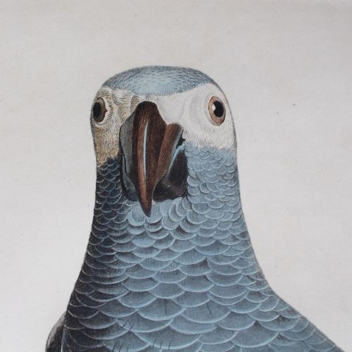 fig 5. After Jacques Barraband, Le Perroquet Cendre, Nature, Parrot, Birds