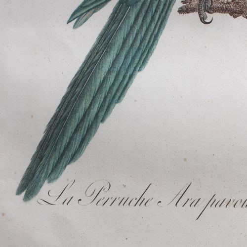 fig 1. After Jacques Barraband, La Perruche Ara Pavouane Tapire, Antique Engraving