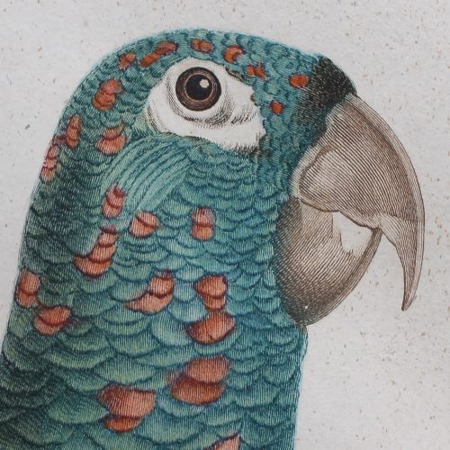 fig 3. After Jacques Barraband, La Perruche Ara Pavouane Tapire, Antique Engraving