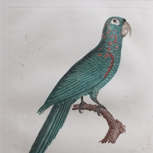 fig 5. After Jacques Barraband, La Perruche Ara Pavouane Tapire, Antique Engraving