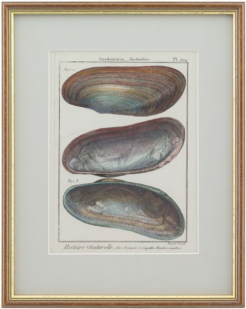 Jean Baptiste Lamarck, Three 18th-century Shell Engravings