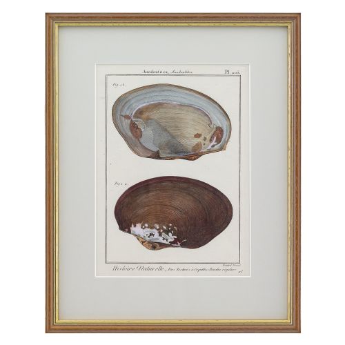 fig 1. Jean Baptiste Lamarck, Three 18th-Century Shell Engravings