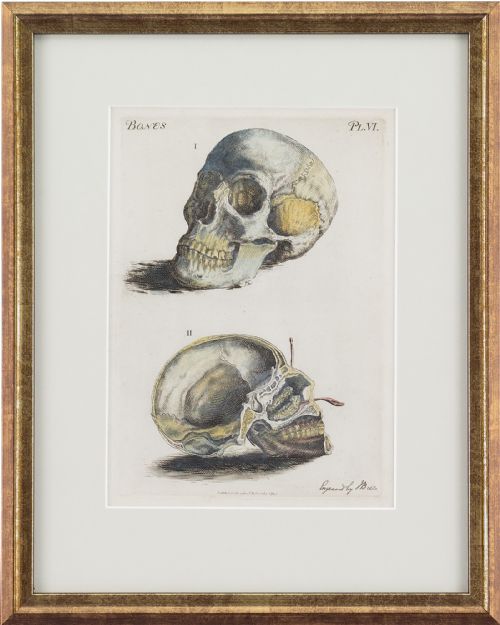 John Bell, Anatomia, Skull - Antique Engraving