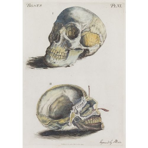 fig 1. John Bell, Anatomia, Skull - Antique Engraving