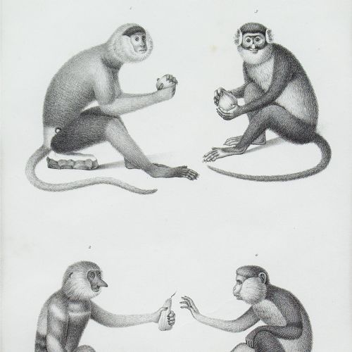 fig 1. Karl Joseph Brodtmann, Long Tailed Monkeys - Antique Lithograph