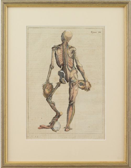 François Tortebat, 18th-century Anatomical Engraving