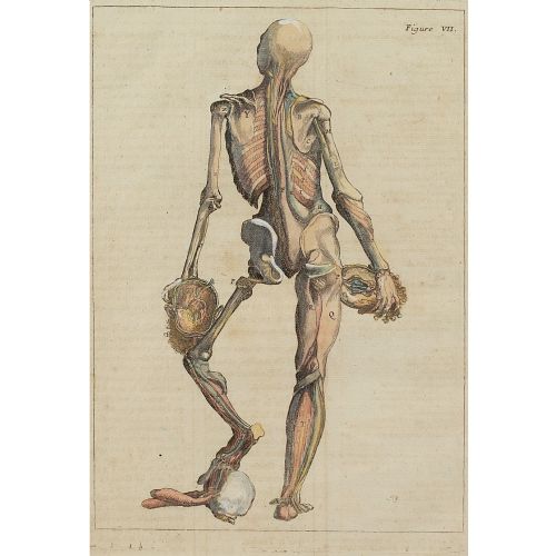 fig 1. François Tortebat, 18th-Century Anatomical Engraving