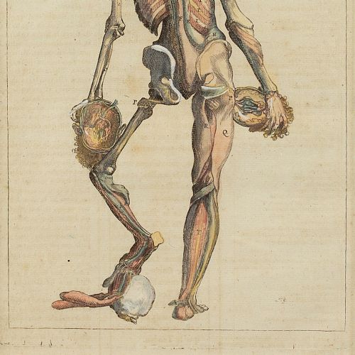 fig 2. François Tortebat, 18th-Century Anatomical Engraving