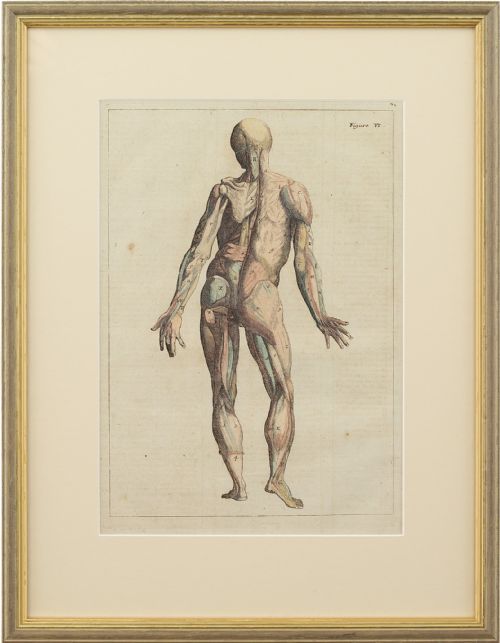 François Tortebat, 18th-century Anatomical Engraving