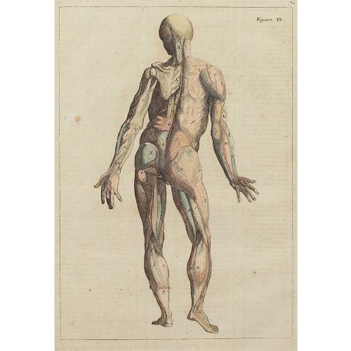 fig 1. François Tortebat, 18th-Century Anatomical Engraving