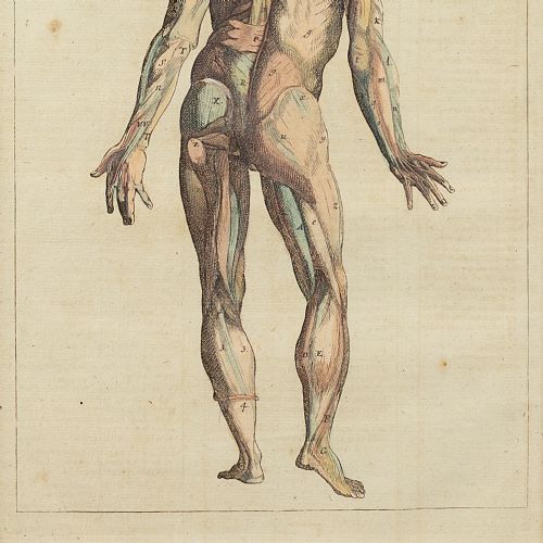 fig 2. François Tortebat, 18th-Century Anatomical Engraving