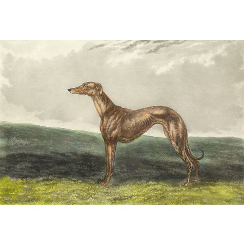 fig 1. Edwin Henry Hunt, Wild Mint - Antique Engraving 