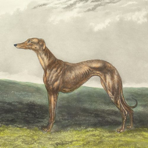 fig 3. Edwin Henry Hunt, Wild Mint - Antique Engraving 