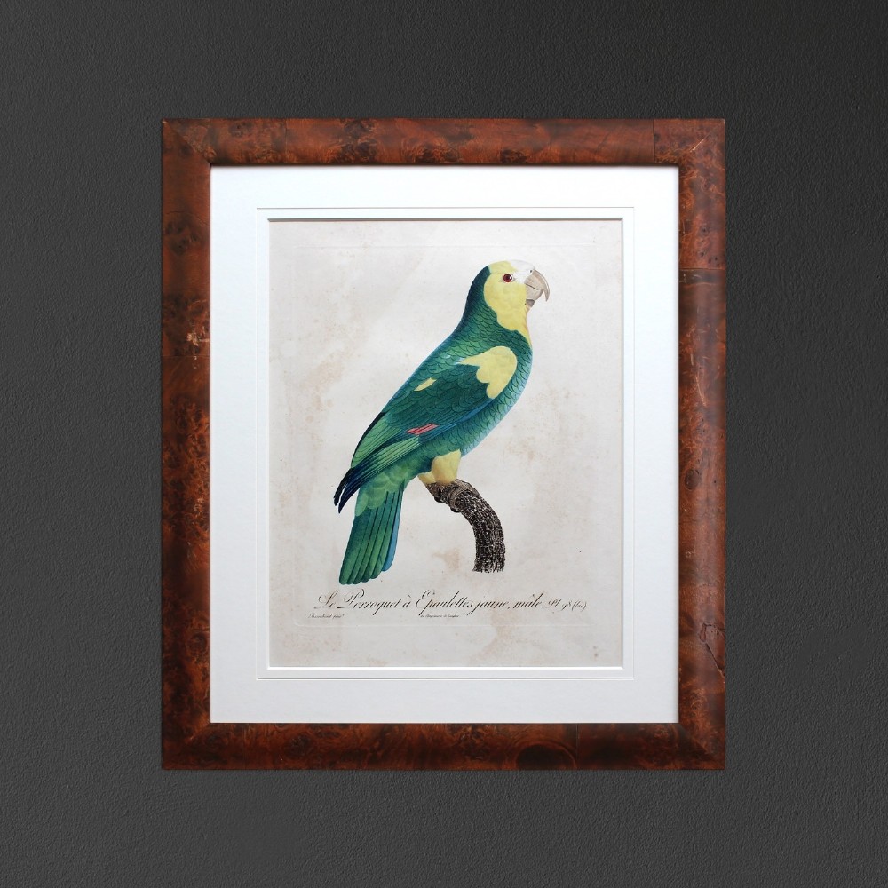After Jacques Barraband, Le Perroquet à Epaulettes Jaunes, Bird Engraving