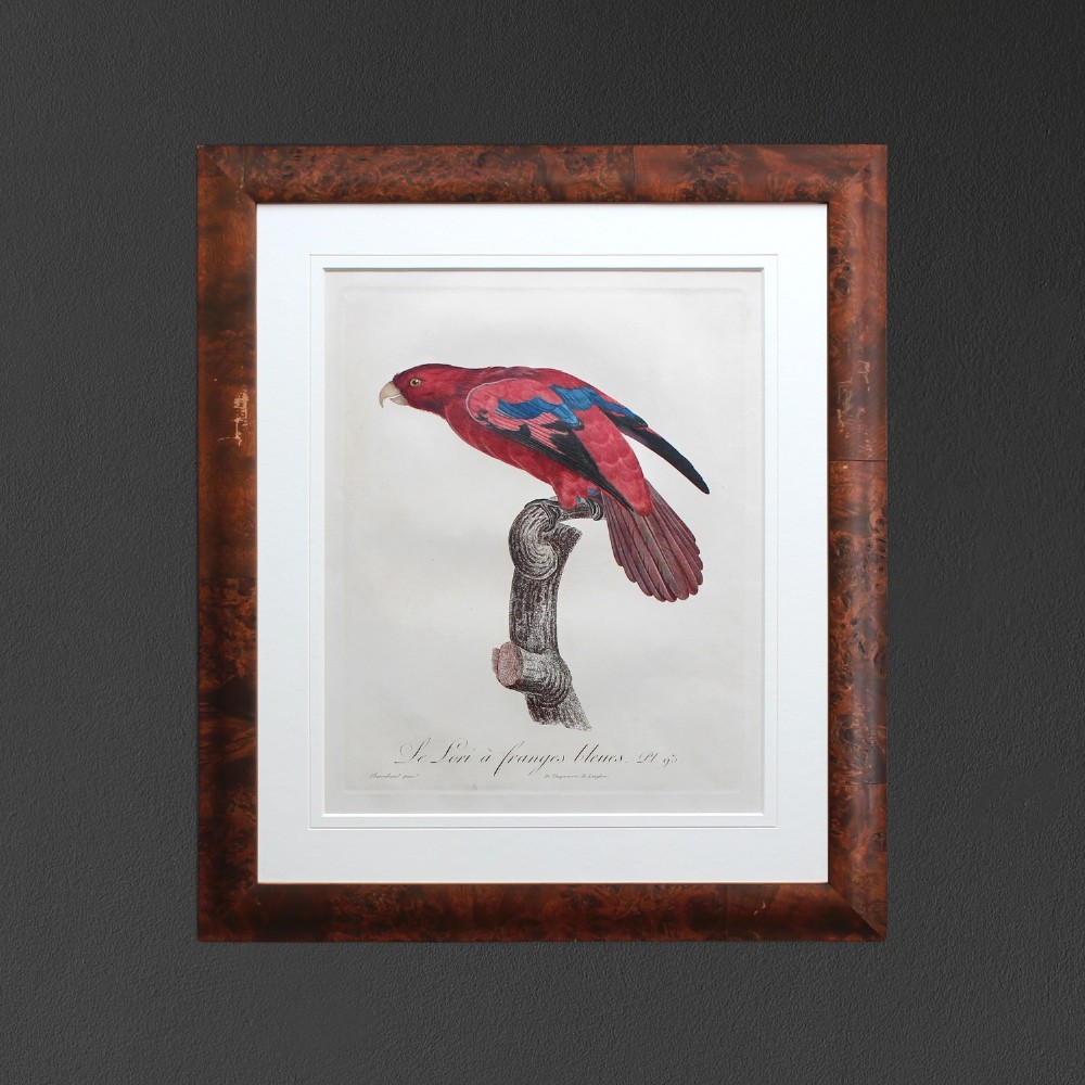 After Jacques Barraband, Le Lori à Franges Bleues, Parrot Engraving