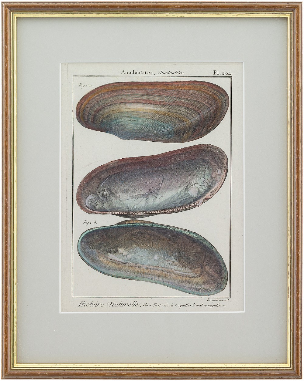 Jean Baptiste Lamarck, Three 18th-Century Shell Engravings