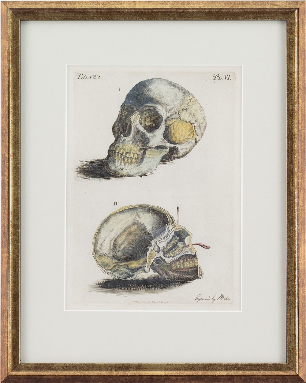 John Bell, Anatomia, Skull - Antique Engraving 