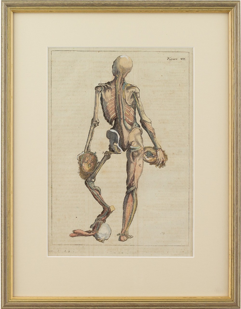 François Tortebat, 18th-Century Anatomical Engraving