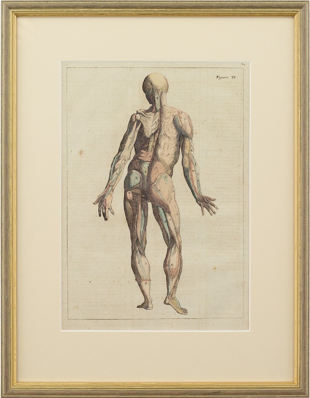 François Tortebat, 18th-Century Anatomical Engraving