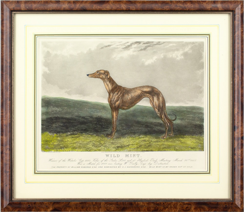 Edwin Henry Hunt, Wild Mint - Antique Engraving 