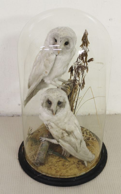 Taxidermy - A Pair of Cased Owls