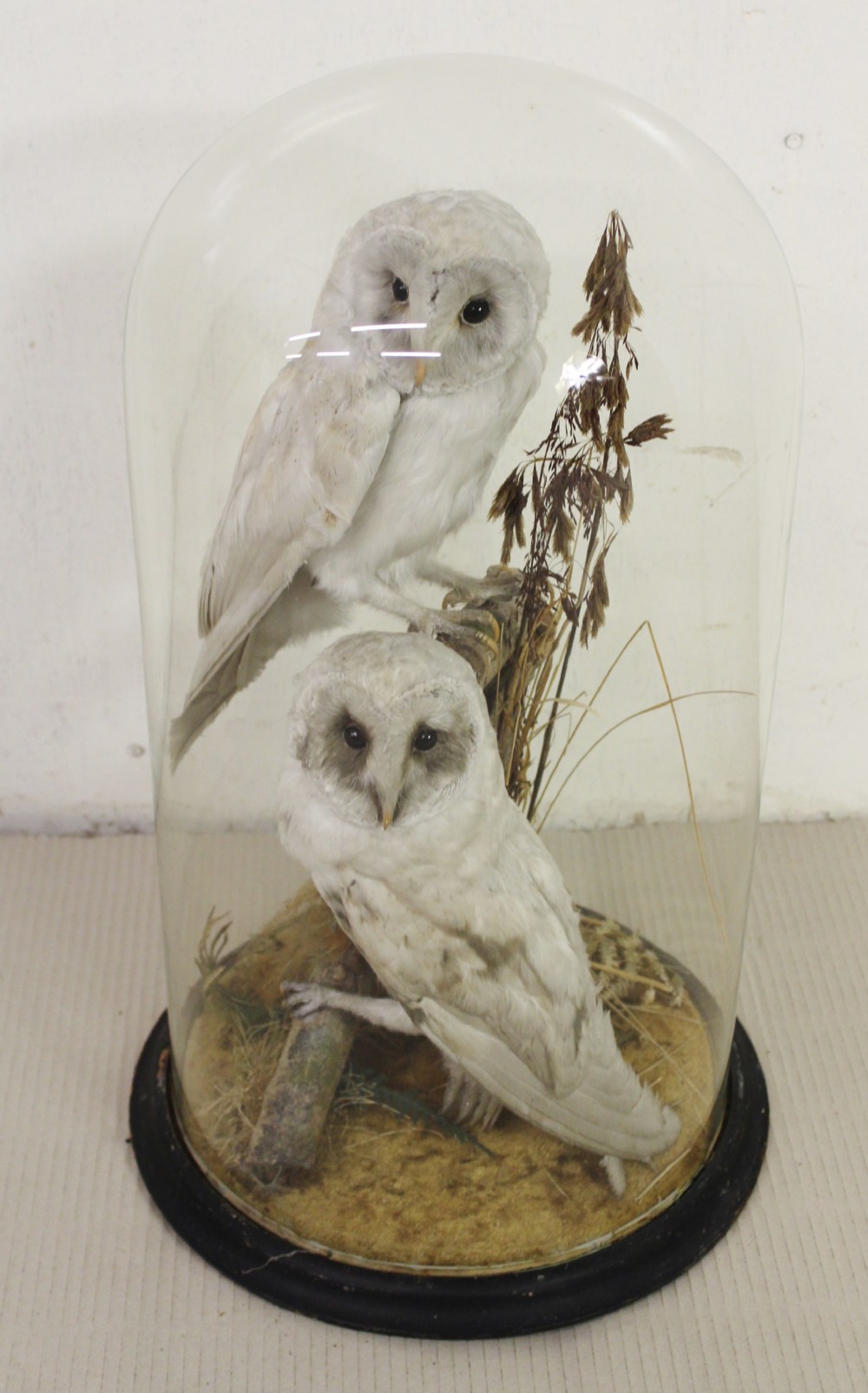 Taxidermy - A Pair of Cased Owls