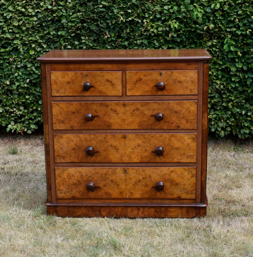 A Victorian burr walnut chest of drawers featuring two short over three long graduated drawers with turned wooden knobs and a solid plinth base.