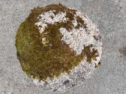 CIRCA 1800 CORNISH GRANITE STADDLE STONE - ADDITIONAL PHOTO 7
