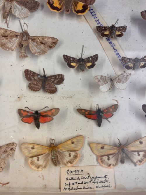 VICTORIAN MAHOGANY DISPLAY CABINET HOUSING A BUTTERFLY COLLECTION - ADDITIONAL PHOTO 2