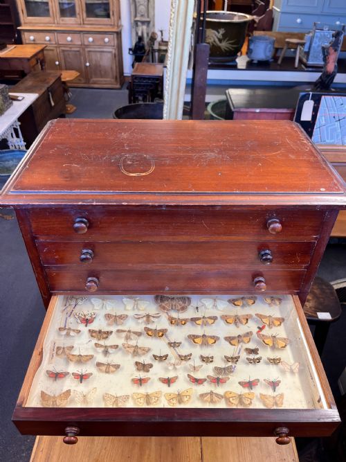 VICTORIAN MAHOGANY DISPLAY CABINET HOUSING A BUTTERFLY COLLECTION - ADDITIONAL PHOTO 3