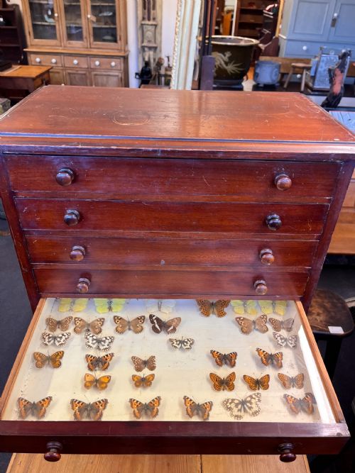 VICTORIAN MAHOGANY DISPLAY CABINET HOUSING A BUTTERFLY COLLECTION - ADDITIONAL PHOTO 4