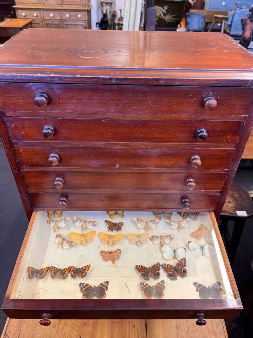 VICTORIAN MAHOGANY DISPLAY CABINET HOUSING A BUTTERFLY COLLECTION - ADDITIONAL PHOTO 5