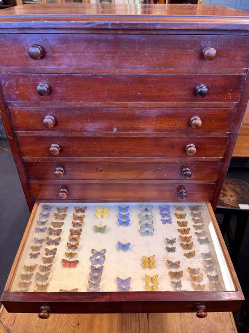VICTORIAN MAHOGANY DISPLAY CABINET HOUSING A BUTTERFLY COLLECTION - ADDITIONAL PHOTO 6