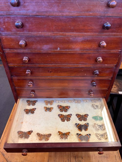 VICTORIAN MAHOGANY DISPLAY CABINET HOUSING A BUTTERFLY COLLECTION - ADDITIONAL PHOTO 7