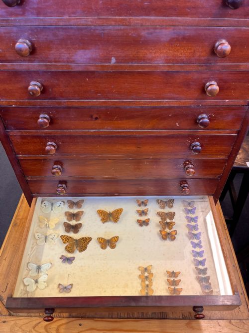 VICTORIAN MAHOGANY DISPLAY CABINET HOUSING A BUTTERFLY COLLECTION - ADDITIONAL PHOTO 8