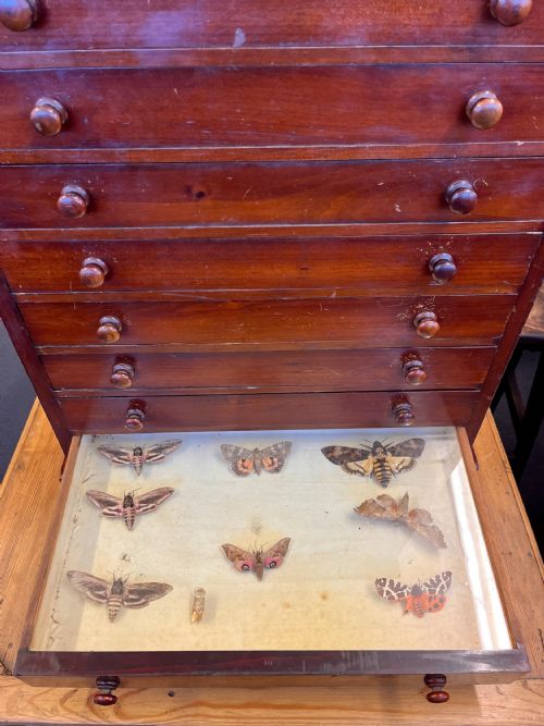VICTORIAN MAHOGANY DISPLAY CABINET HOUSING A BUTTERFLY COLLECTION - ADDITIONAL PHOTO 9