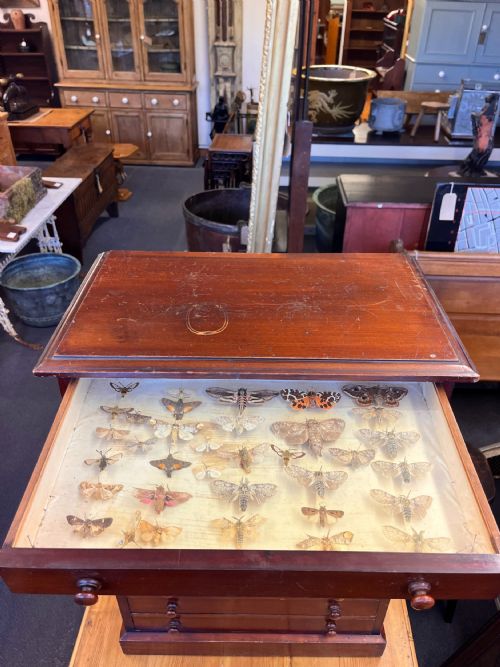 VICTORIAN MAHOGANY DISPLAY CABINET HOUSING A BUTTERFLY COLLECTION - ADDITIONAL PHOTO 18